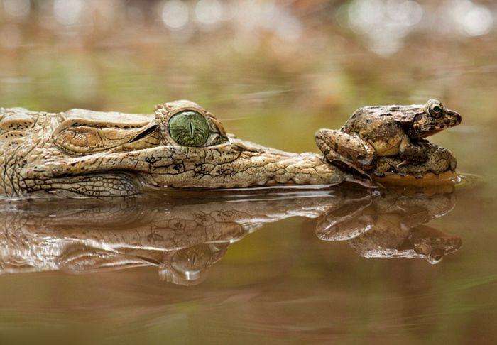 Як жаба може поставити крокодила в незручне становище (5 фото)