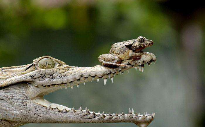 Як жаба може поставити крокодила в незручне становище (5 фото)