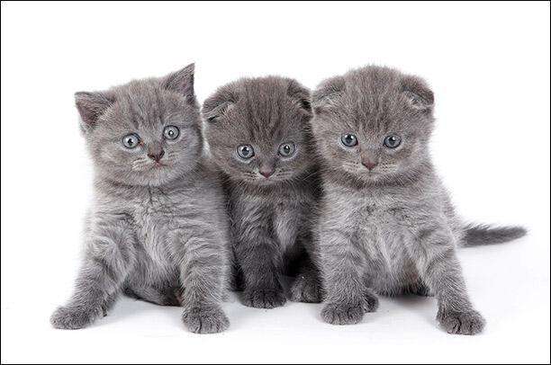Милі котики (43 фото)