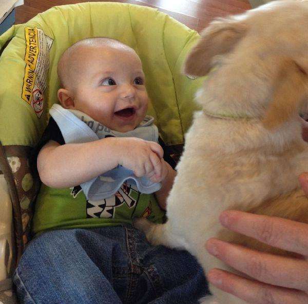 Реакція немовлят, які побачили собаку (10 фото)