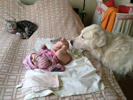 Реакція немовлят, які побачили собаку (10 фото)