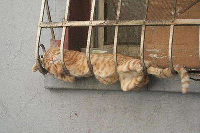 Кішки, сплячі в дивних місцях (27 фото)