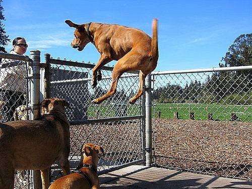 Літаючі собаки (16 фото)