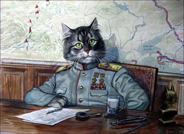 Хоробрі коти (14 фото)