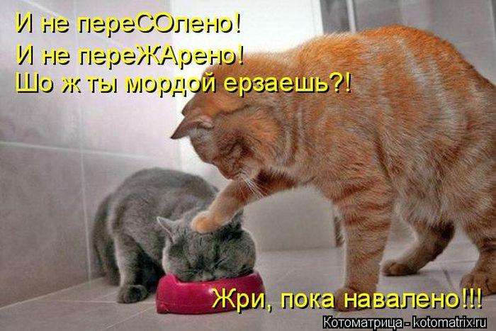 Кращі котоматриці тижні (50 фото)