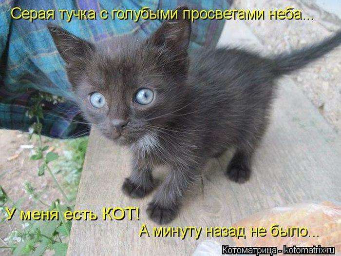 Кращі котоматриці тижні (50 фото)
