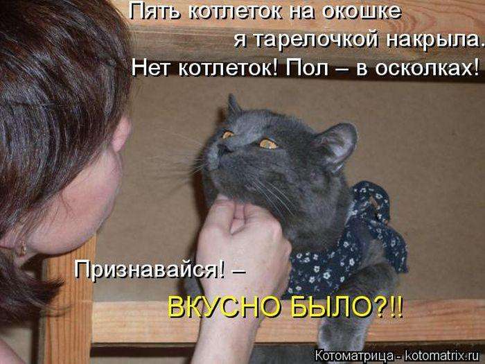 Кращі котоматриці тижні (50 фото)