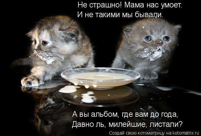 Кращі котоматриці тижні (50 фото)