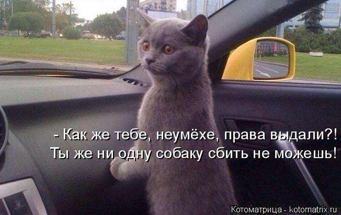 Кращі котоматриці тижні (50 фото)