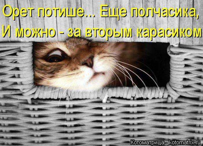 Кращі котоматриці тижні (50 фото)