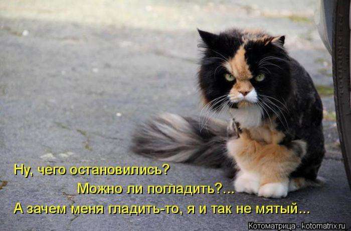 Кращі котоматриці тижні (50 фото)