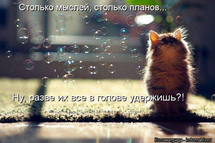 Кращі котоматриці тижні (50 фото)