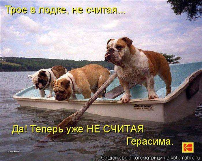 Кращі котоматриці тижні (50 фото)