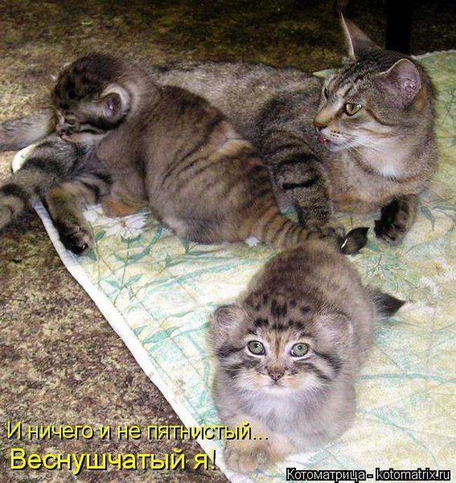 Кращі котоматриці тижні (50 фото)