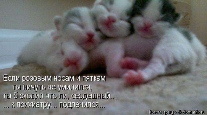 Кращі котоматриці тижні (50 фото)