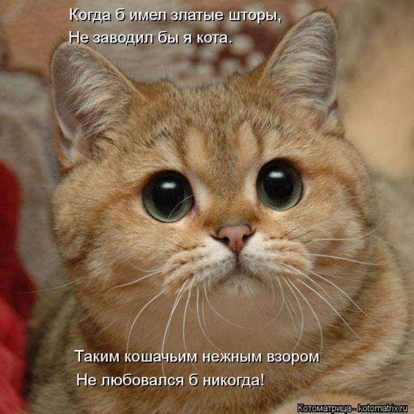Кращі котоматриці тижні (50 фото)