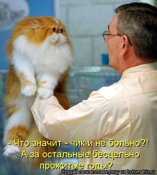 Кращі котоматриці тижні (50 фото)