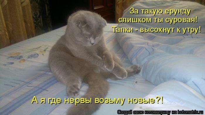 Кращі котоматриці тижні (50 фото)