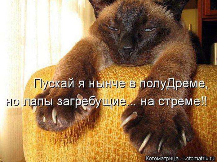 Кращі котоматриці тижні (50 фото)