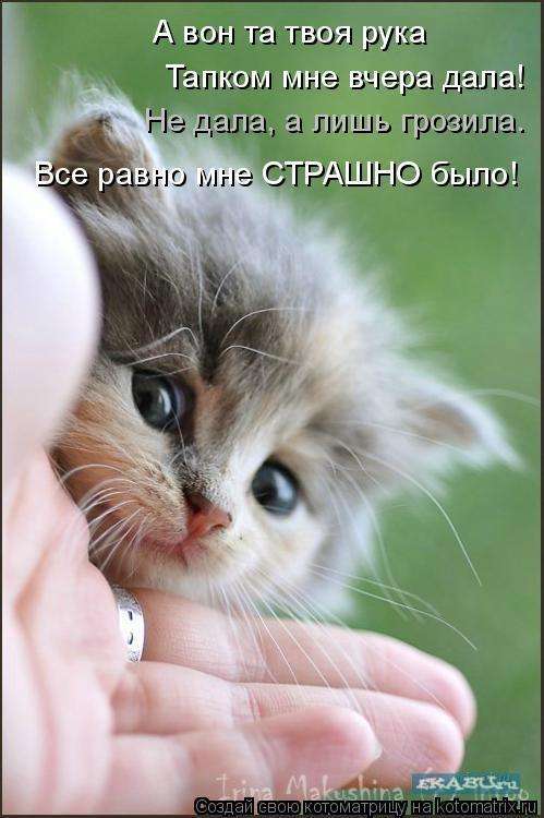 Кращі котоматриці тижні (50 фото)