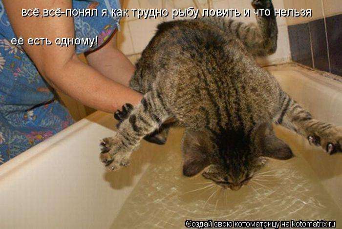 Кращі котоматриці тижні (50 фото)