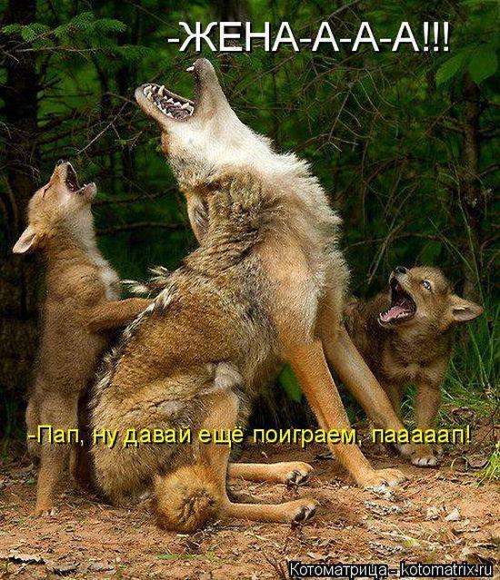 Кращі котоматриці тижні (50 фото)