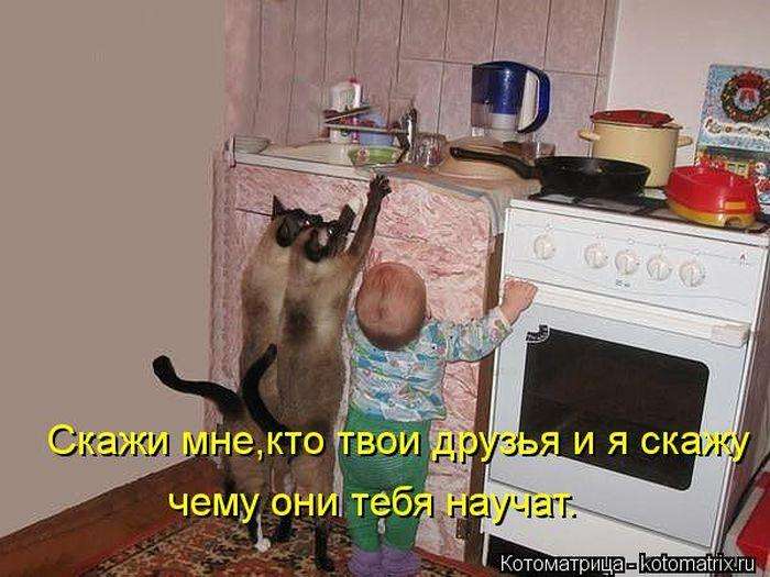 Кращі котоматриці тижні (50 фото)