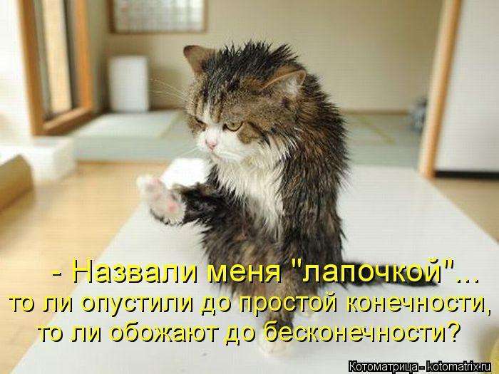 Кращі котоматриці тижні (50 фото)