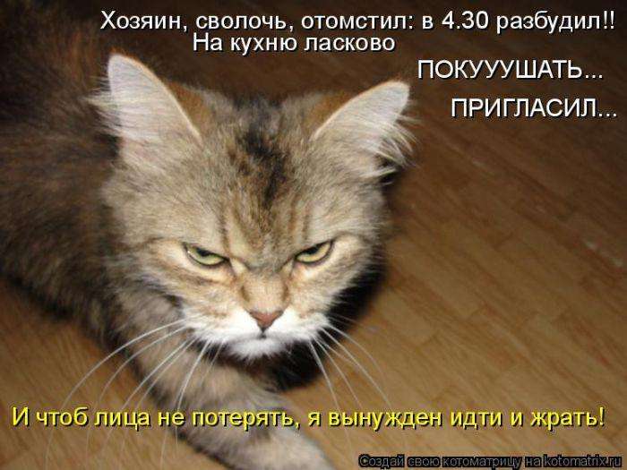 Кращі котоматриці тижні (50 фото)