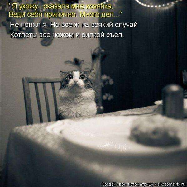 Кращі котоматриці тижні (50 фото)