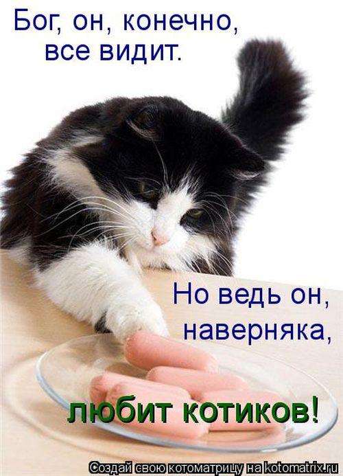 Кращі котоматриці тижні (50 фото)