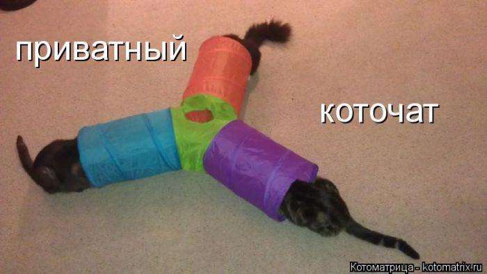 Кращі котоматриці тижні (50 фото)