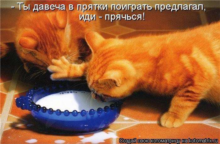Кращі котоматриці тижні (50 фото)