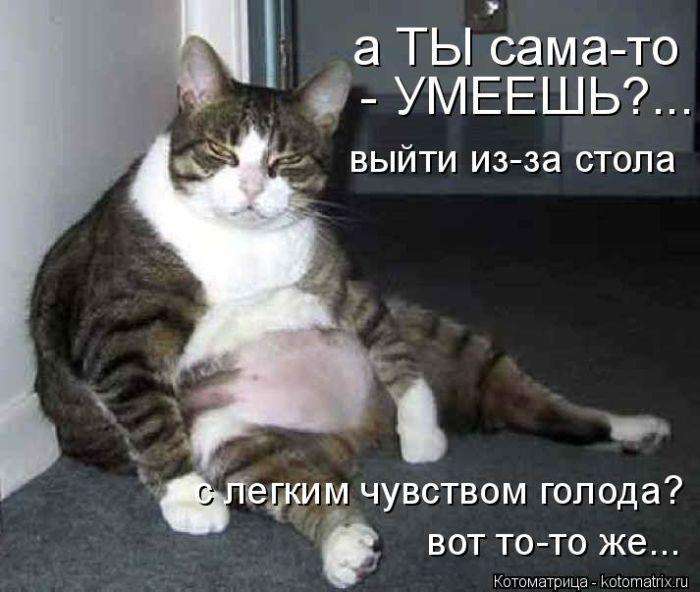 Кращі котоматриці тижні (50 фото)
