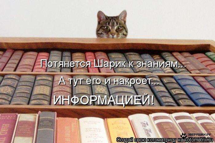 Кращі котоматриці тижні (50 фото)