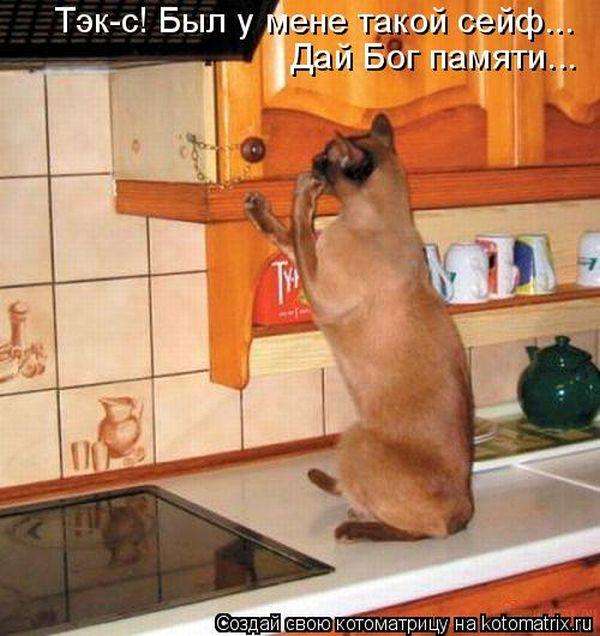 Кращі котоматриці тижні (50 фото)