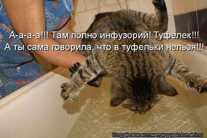 Кращі котоматриці тижні (50 фото)