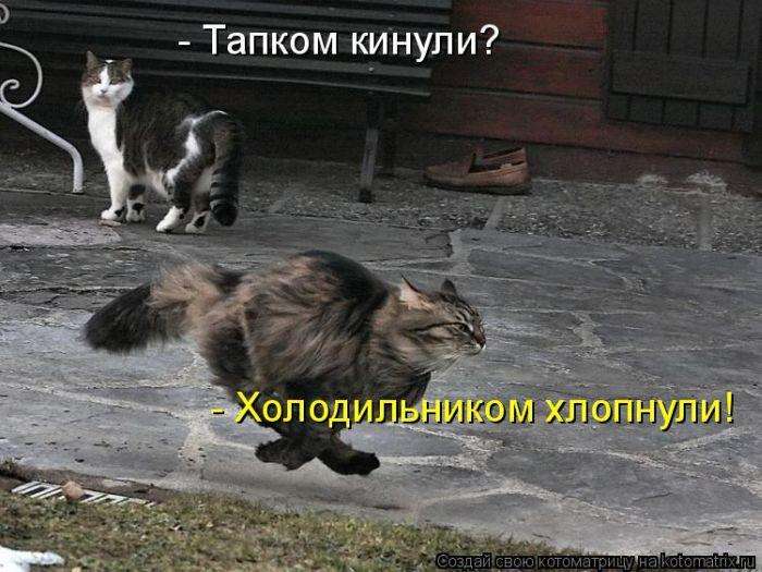 Кращі котоматриці тижні (50 фото)