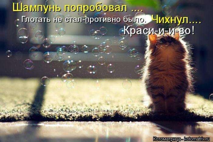 Кращі котоматриці тижні (50 фото)