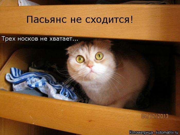 Кращі котоматриці тижні (50 фото)