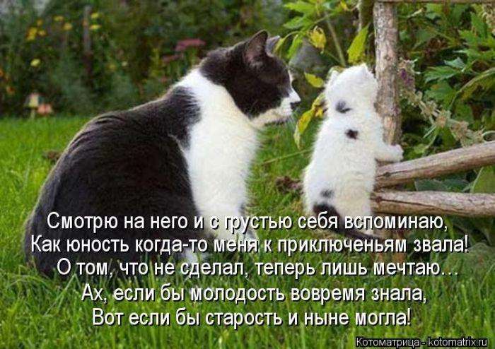 Кращі котоматриці тижні (50 фото)