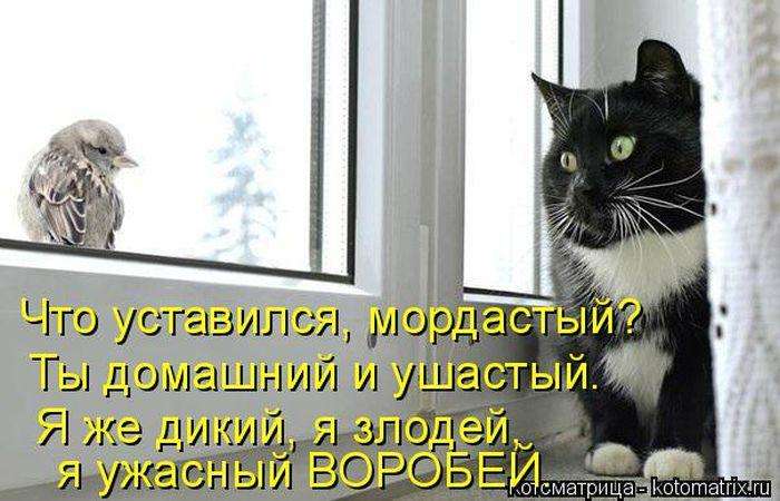 Кращі котоматриці тижні (50 фото)