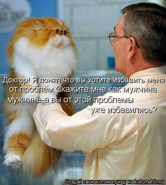 Кращі котоматриці тижні (50 фото)