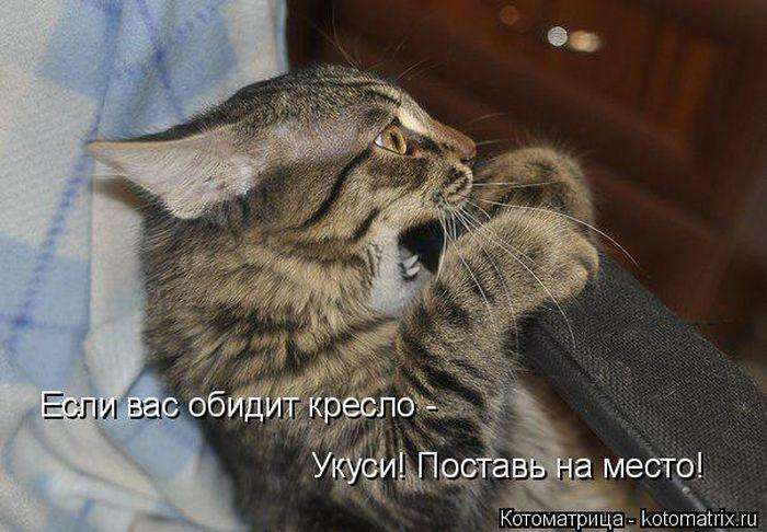 Кращі котоматриці тижні (50 фото)