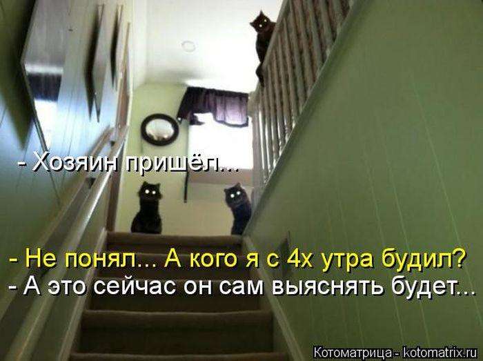 Кращі котоматриці тижні (50 фото)