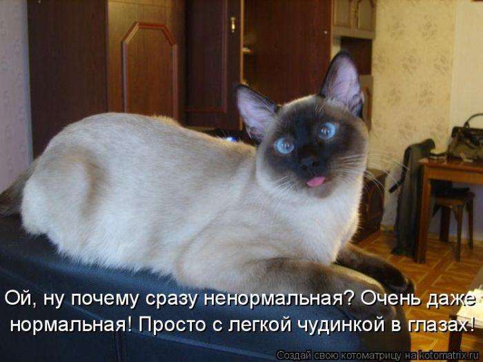 Кращі котоматриці тижні (50 фото)