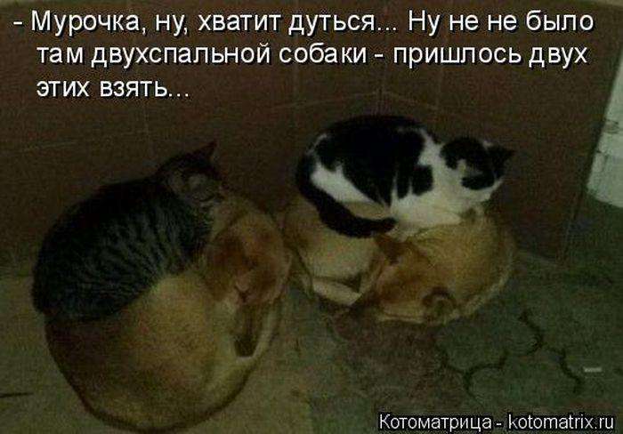 Кращі котоматриці тижні (50 фото)