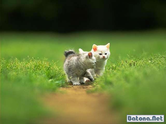 Котики (68 фото)
