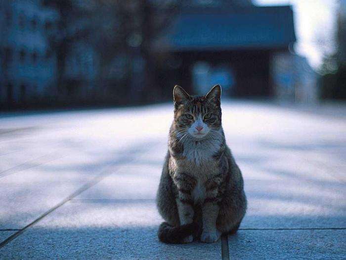 Кошенята (15 фото)