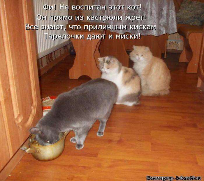 Кращі котоматриці тижні (50 фото)